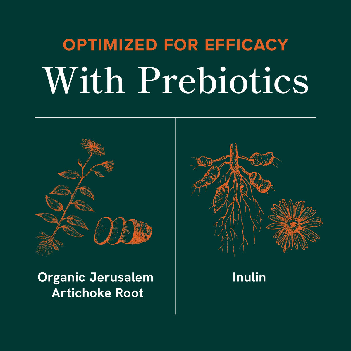 Women's Probiotic Capsules