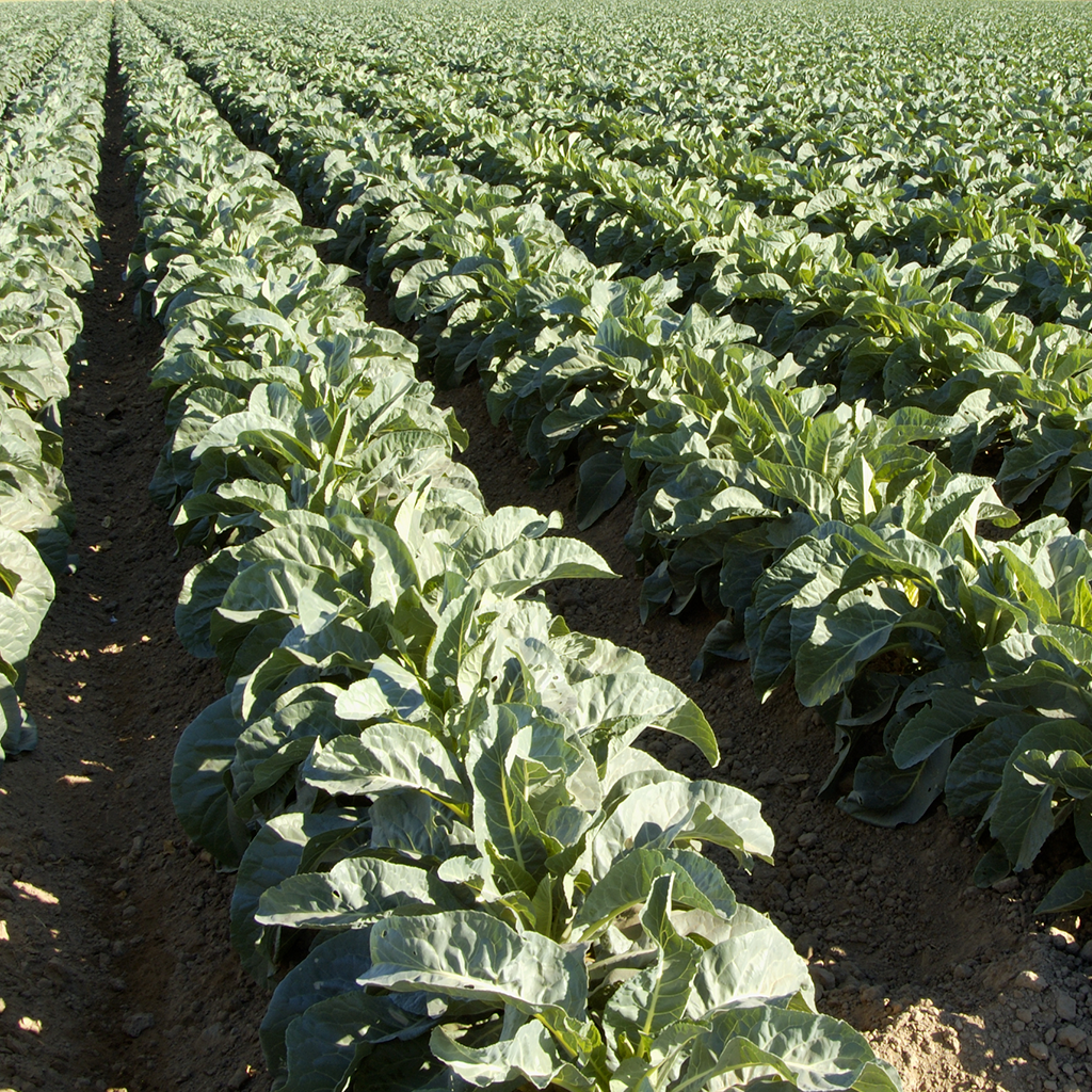 rows of leafy green crops on farm land