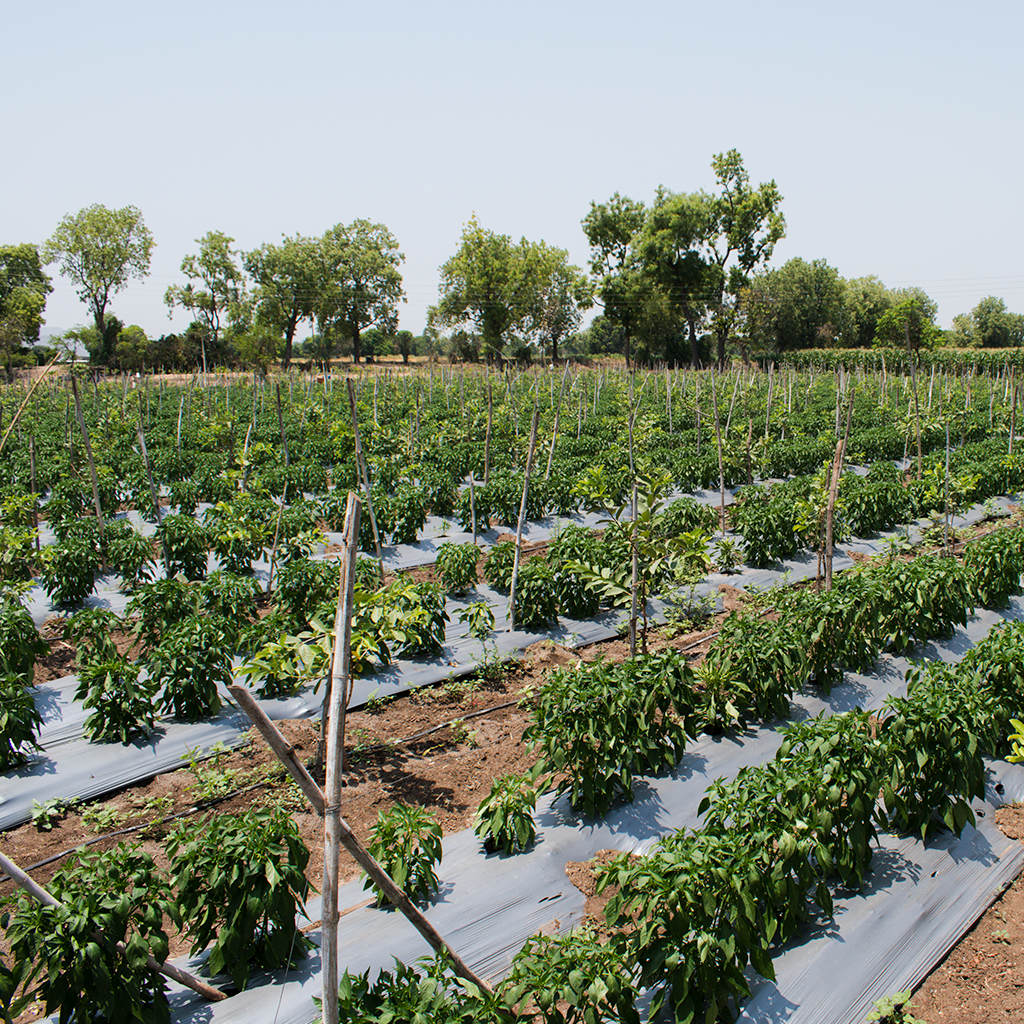 rows of green, leafy crops on a farm